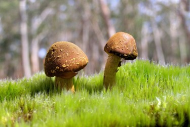 东莞大岭山私人老板放款：轻松融资的秘密通道